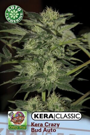 Crazy Bud Auto