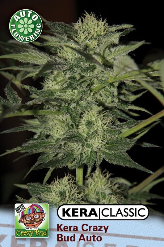 Crazy Bud Auto
