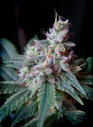 Cream Caramel (Sweet Seeds)
