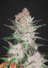 Cream Cookies