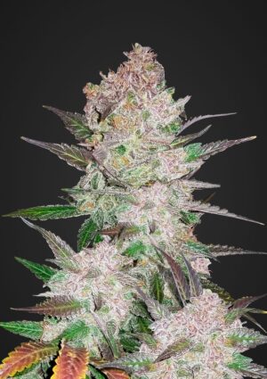 Cream Cookies