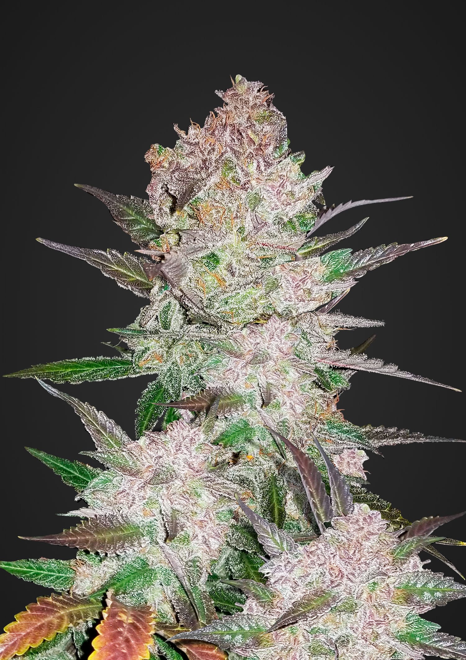 Cream Cookies