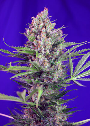 Cream Mandarine Fast Version