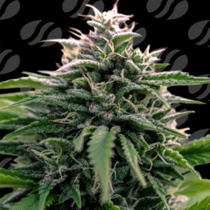 Creamzilla Auto