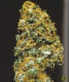 Cristal Paradise reg.