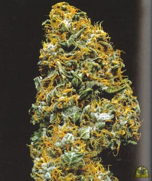 Cristal Paradise reg.
