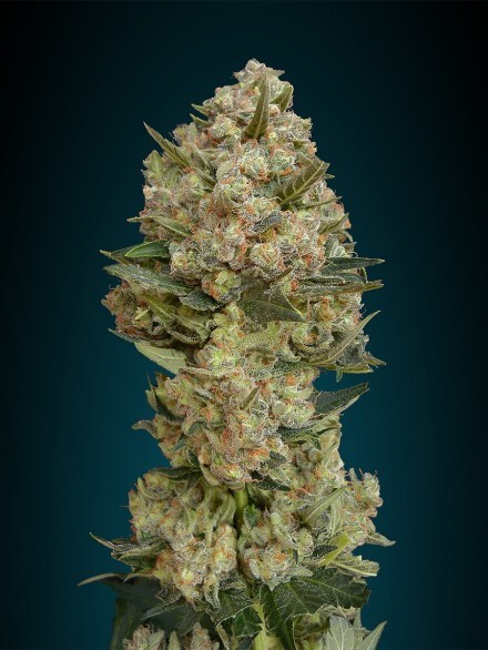 Critical (Advanced Seeds)