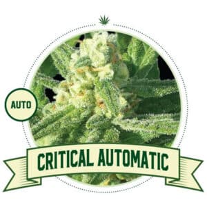 Critical Automatic (City Seeds Bank)