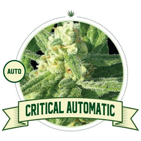 Critical Automatic (City Seeds Bank)