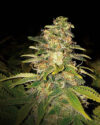 Critical Blue Auto