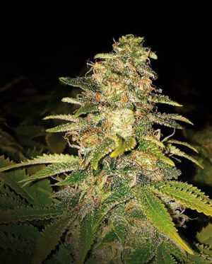 Critical Blue Auto