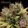 Critical (Buddha Seeds)