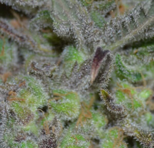 Critical (CBD Seeds)
