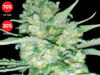 Critical (Exclusive Seeds Bank)