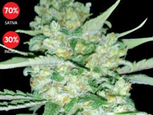 Critical (Exclusive Seeds Bank)