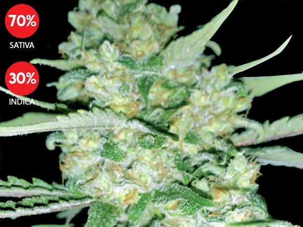 Critical (Exclusive Seeds Bank)