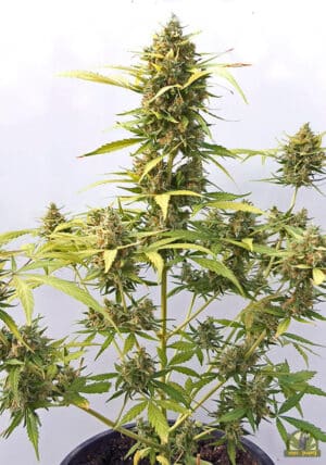 Critical Express