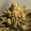 Critical Glue #4 Auto
