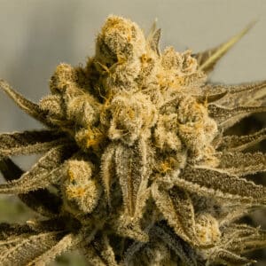 Critical Glue #4 Auto