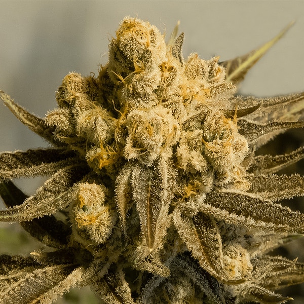 Critical Glue #4 Auto