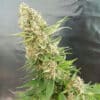 Critical Gorilla