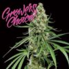 Critical + (Growers Choice Seeds)