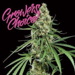 Critical + (Growers Choice Seeds)
