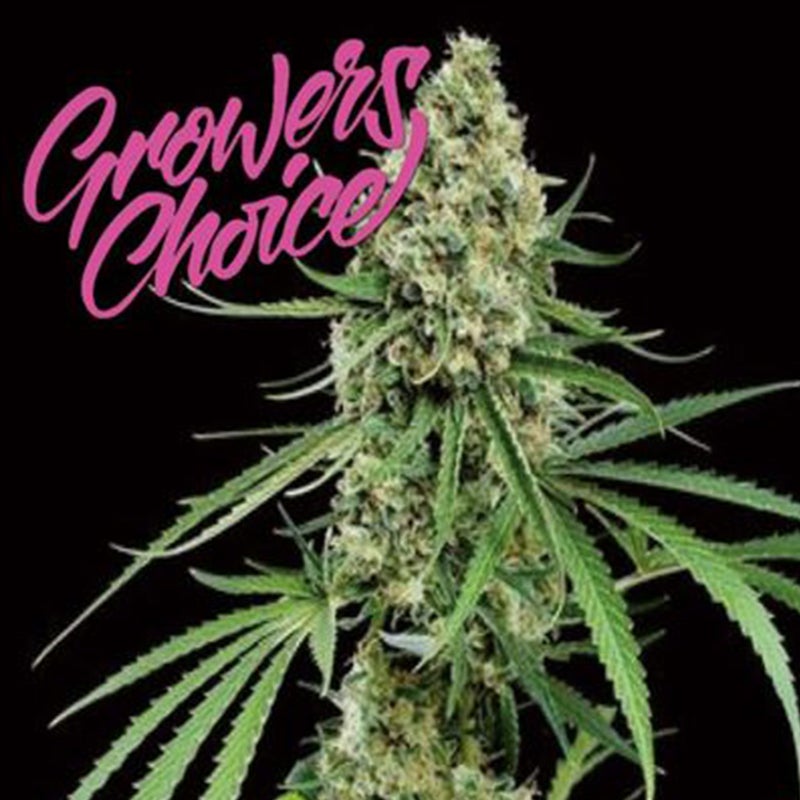 Critical + (Growers Choice Seeds)