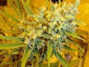 Critical Haze Reg. (Mr. Nice seeds)