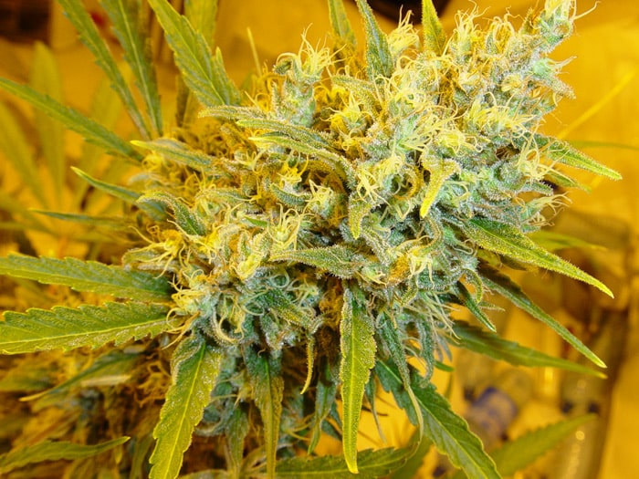 Critical Haze Reg. (Mr. Nice seeds)
