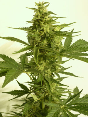 Critical HOG Auto
