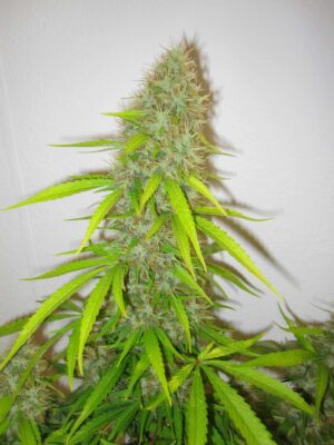 Critical Jack Herer