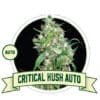 Critical Kush Auto (City Seeds Bank)