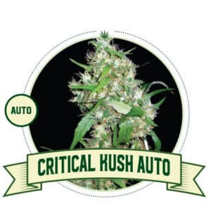 Critical Kush Auto (City Seeds Bank)