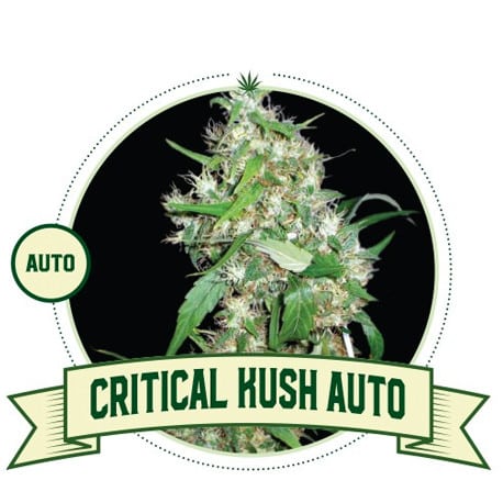 Critical Kush Auto (City Seeds Bank)