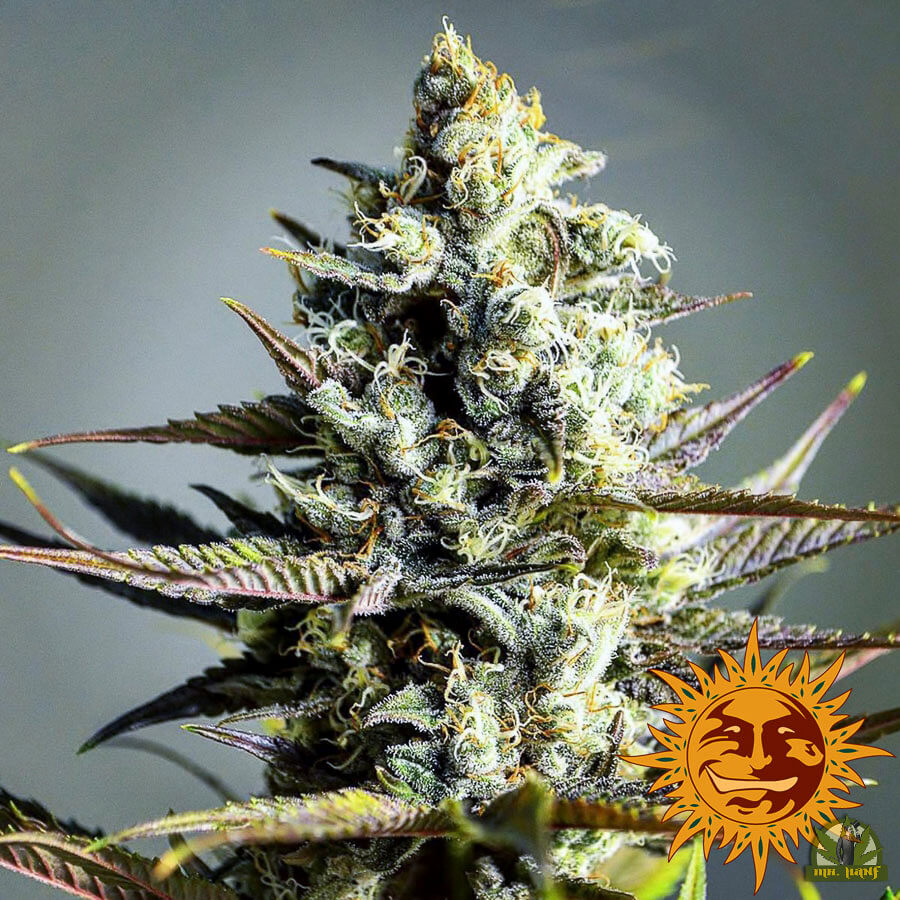 Critical Kush (Barney`s Farm)