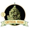 Critical Kush (CSB)