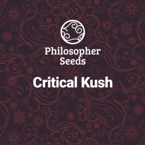 Critical Kush (Philosopher Seeds)