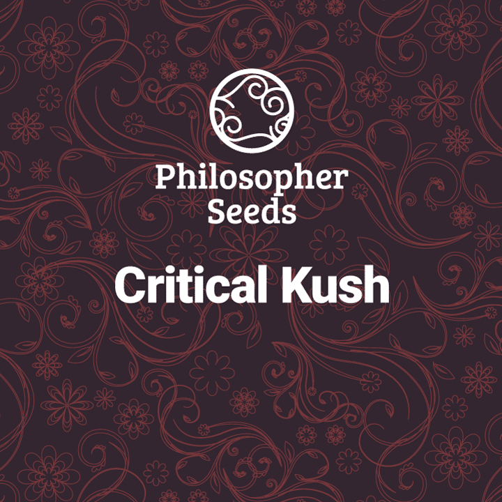 Critical Kush (Philosopher Seeds)