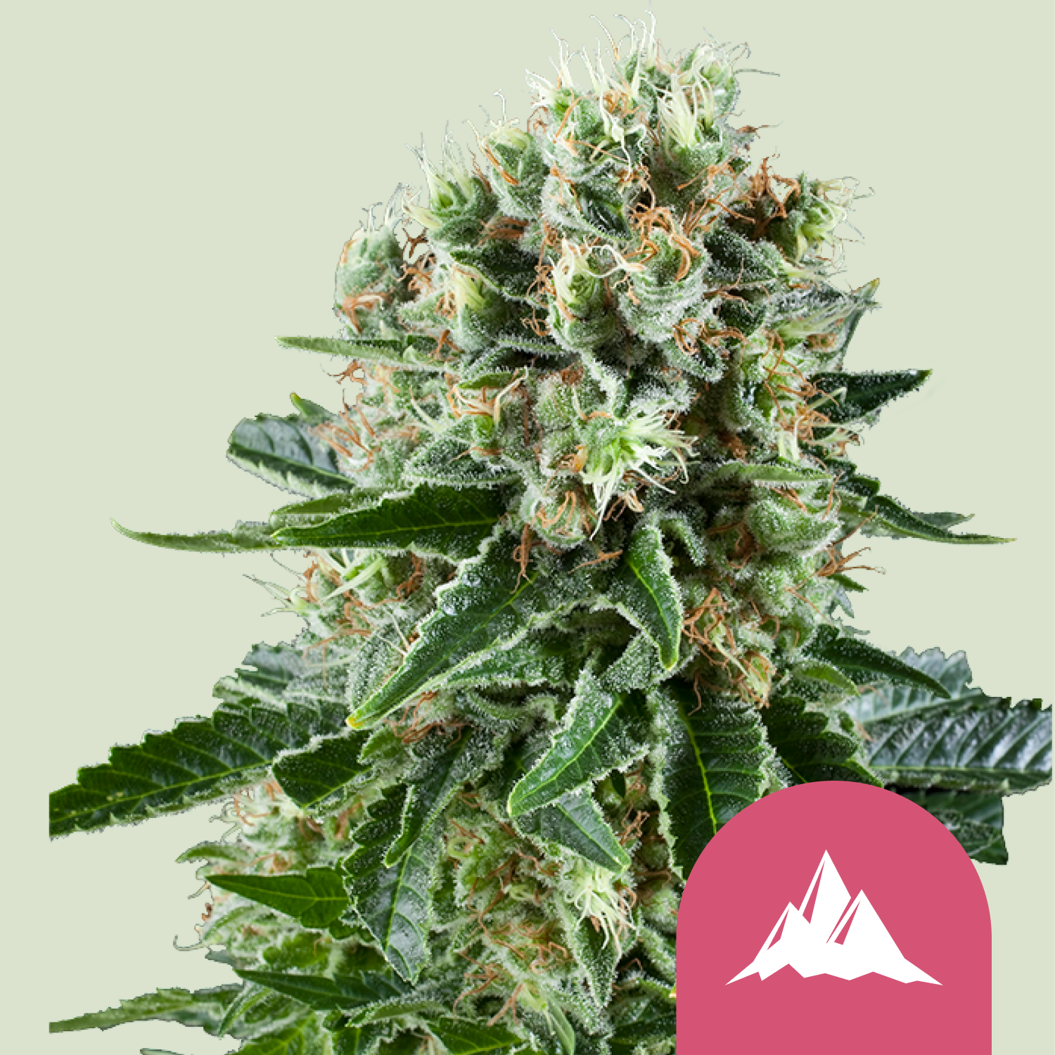 Critical Kush (Royal Queen Seeds)