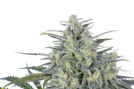 Critical Lights