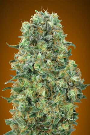 Critical Mass (Advanced Seeds)