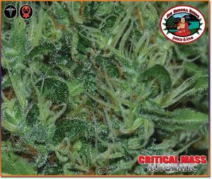 Critical Mass Automatic