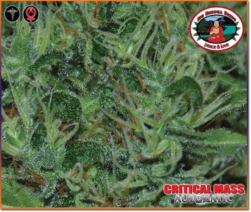 Critical Mass Automatic