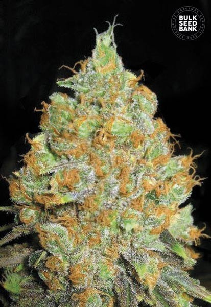 Critical Mass (Bulk Seeds Bank)