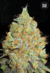Critical Mass (Bulk Seeds Bank)