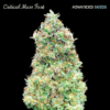 Critical Mass Fast (Advanced Seeds)