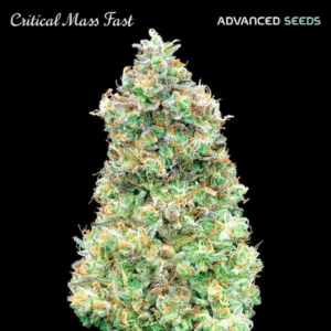 Critical Mass Fast (Advanced Seeds)