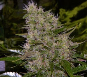 Critical Mass Reg.
