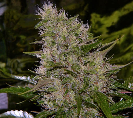 Critical Mass Reg.